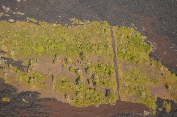 A road in an island of green in the Pu'u Loa lava fields, The Big Island, Hawaii 