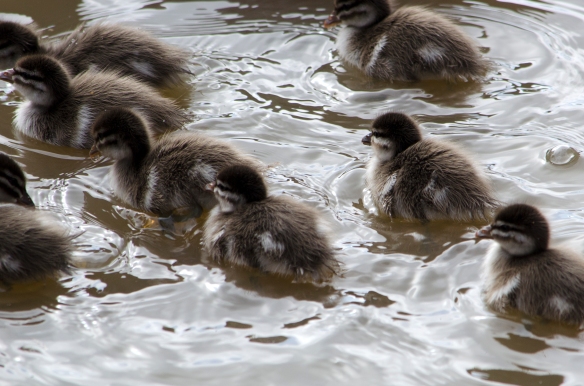 Ducklings swimming close up