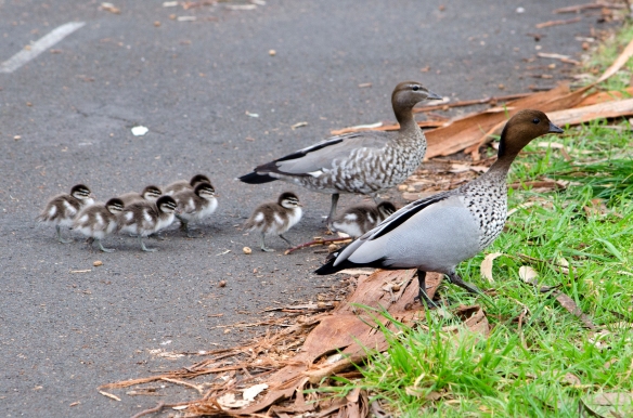 Mother and father ducks with chicks crossing a bike path