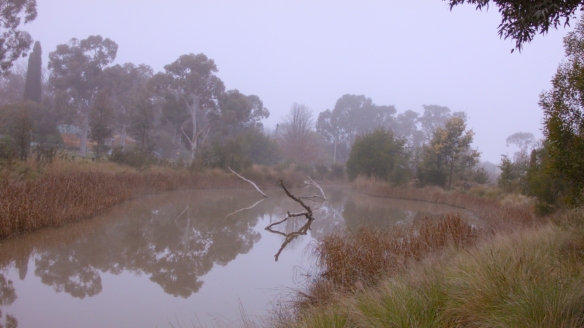 Misty wetlands with trees reflected in the water