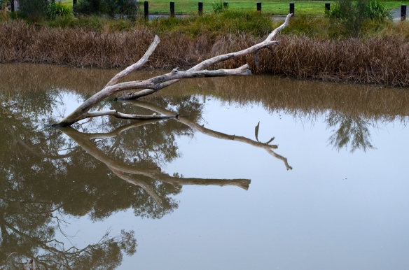 Tree submerged in wetland with reflections in still water