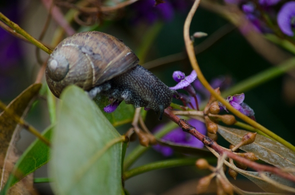 Snail on twig and flower